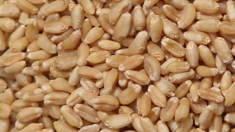 _128697229_whatsappimage2023-02-13at16.21.50